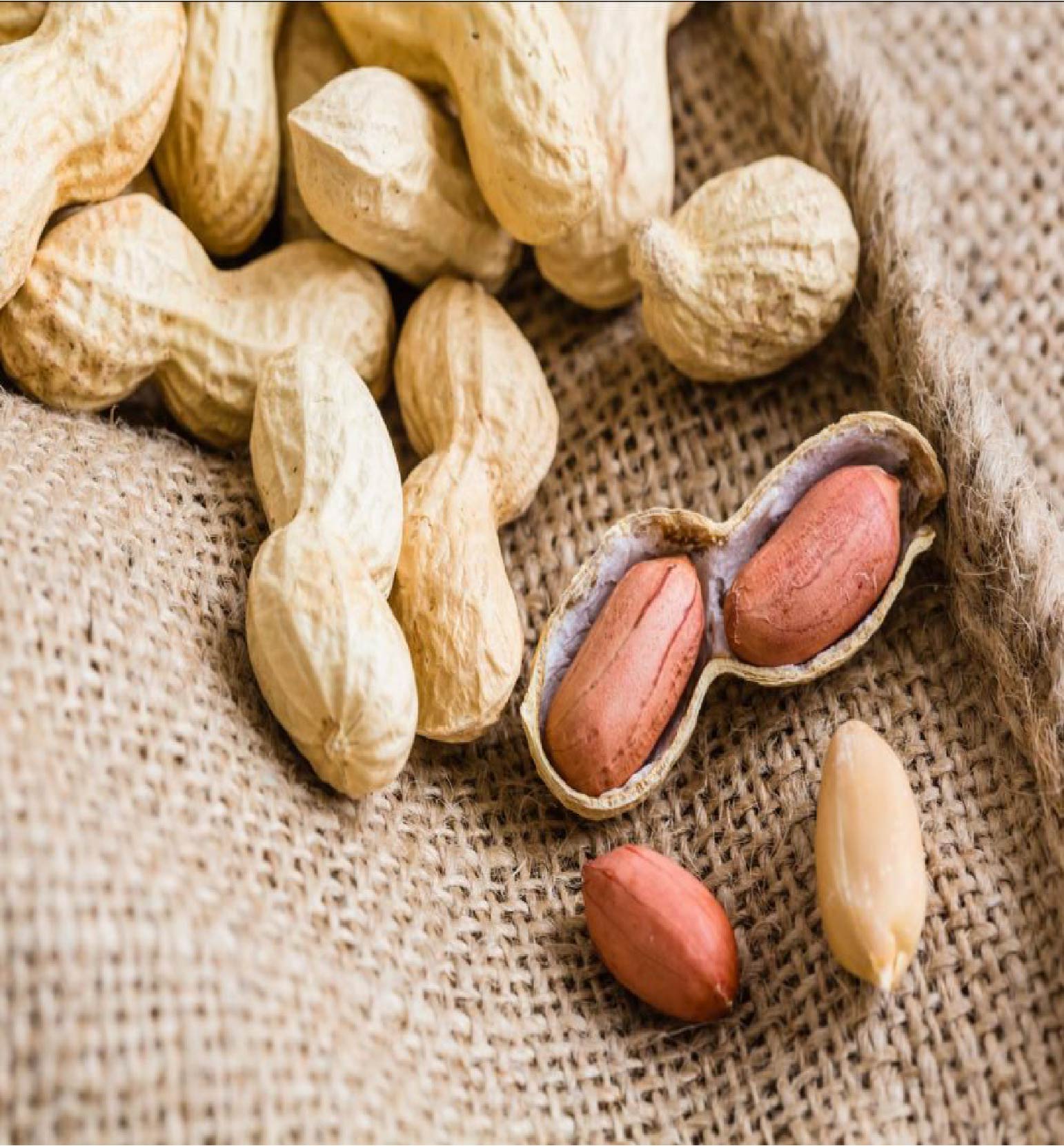 arachide