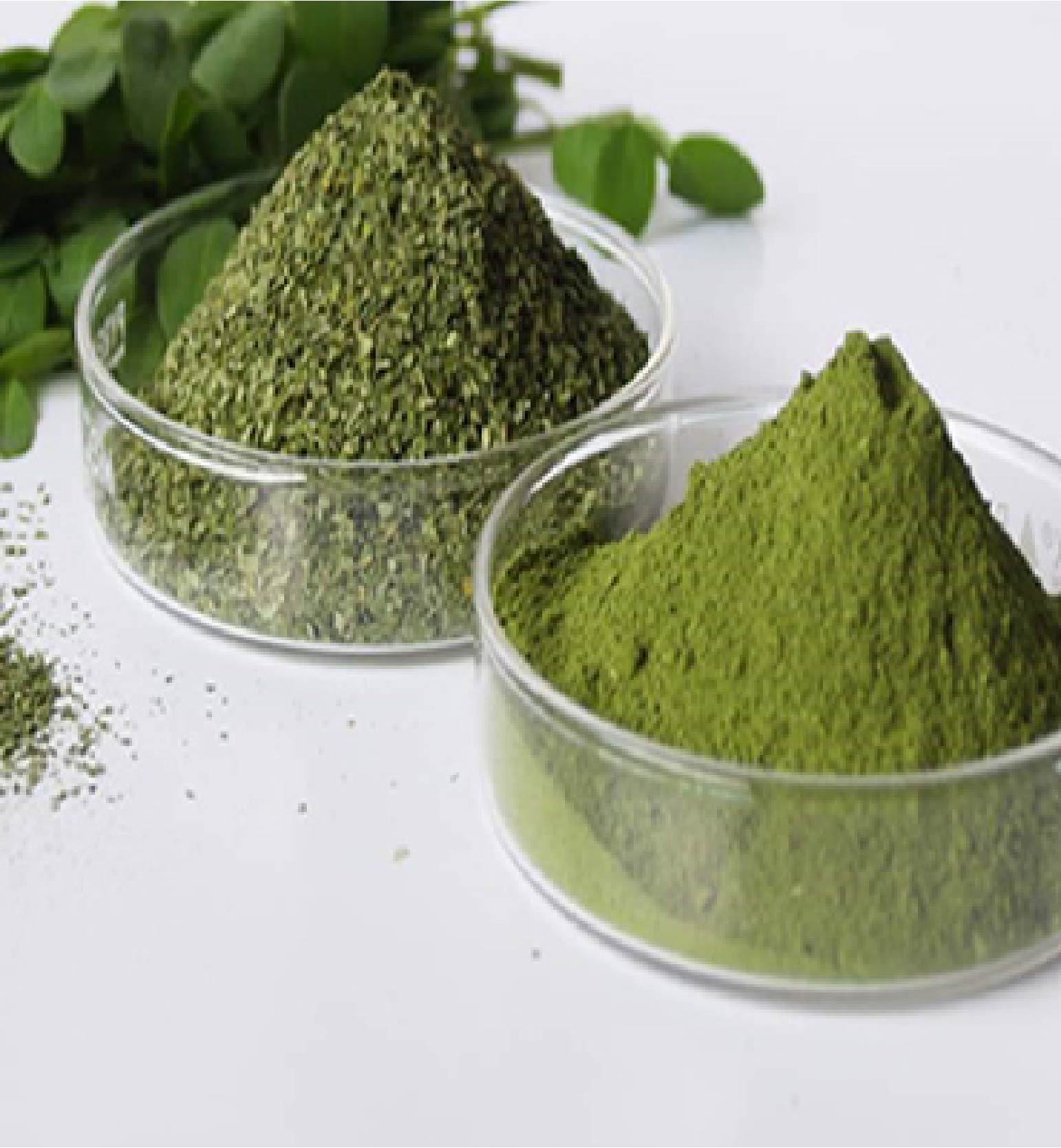 moringa